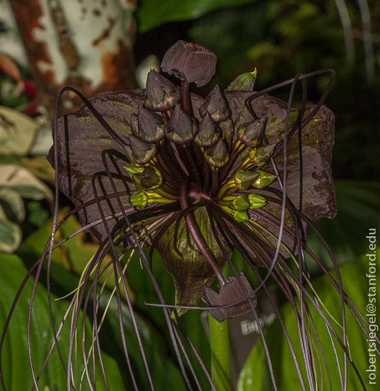 sf conservatory - bat flower